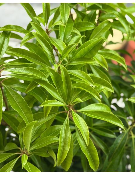 'Scarlett O'Hara' - pieris japoński
Pieris japonica 'Scarlett O'Hara'