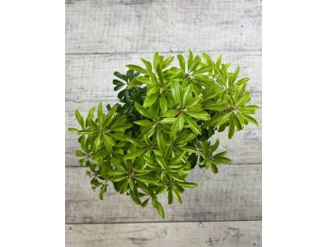 'Scarlett O'Hara' - pieris japoński
Pieris japonica 'Scarlett O'Hara' 2