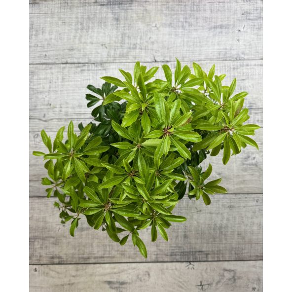 'Scarlett O'Hara' - pieris japoński
Pieris japonica 'Scarlett O'Hara'