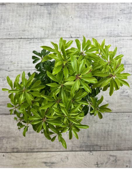 'Scarlett O'Hara' - pieris japoński
Pieris japonica 'Scarlett O'Hara'