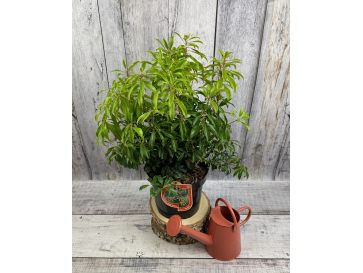 'Scarlett O'Hara' - pieris japoński
Pieris japonica 'Scarlett O'Hara'