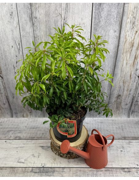 'Scarlett O'Hara' - pieris japoński
Pieris japonica 'Scarlett O'Hara'