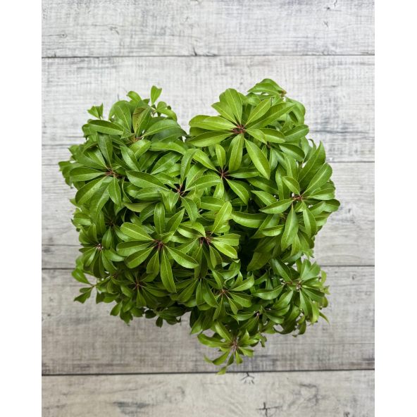 'Shojo' - pieris japoński
Pieris japonica 'Shojo'