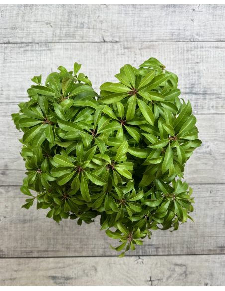 'Shojo' - pieris japoński
Pieris japonica 'Shojo'