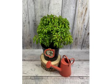 'Shojo' - pieris japoński
Pieris japonica 'Shojo' 2