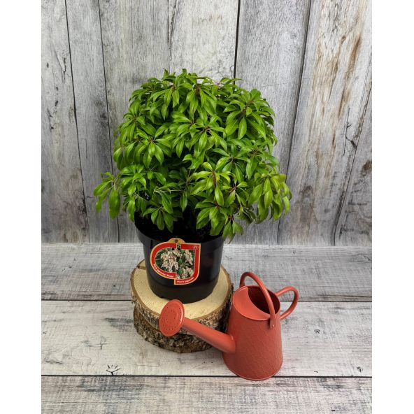 'Shojo' - pieris japoński
Pieris japonica 'Shojo'