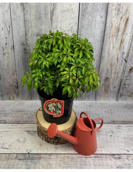 'Shojo' - pieris japoński
Pieris japonica 'Shojo'