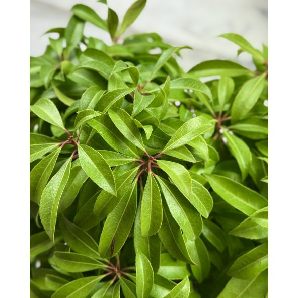 'Shojo' - pieris japoński
Pieris japonica 'Shojo'