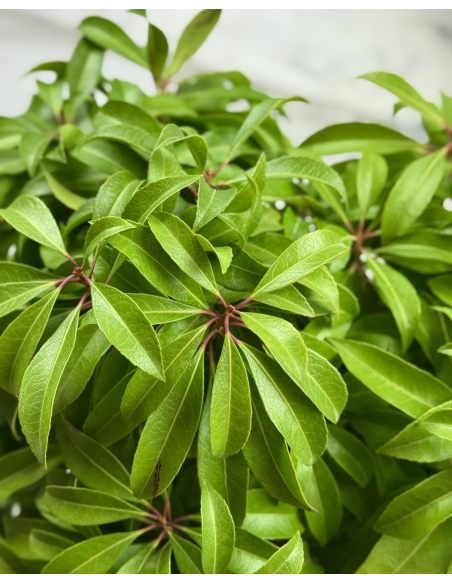 'Shojo' - pieris japoński
Pieris japonica 'Shojo'