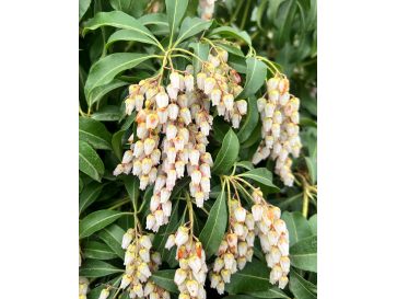 'Shojo' - pieris japoński
Pieris japonica 'Shojo'