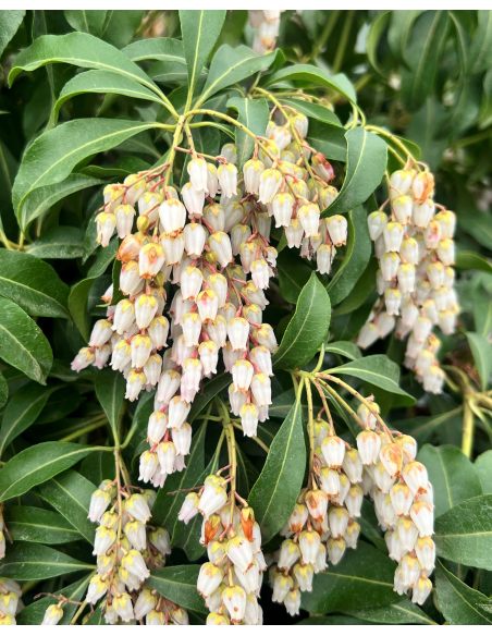 'Shojo' - pieris japoński
Pieris japonica 'Shojo'