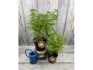 Czojsia trójlistkowa
Choisya ternata 2