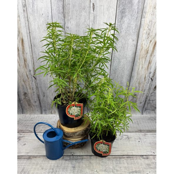 Czojsia trójlistkowa
Choisya ternata