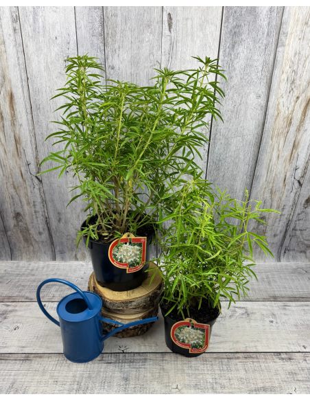 Czojsia trójlistkowa
Choisya ternata