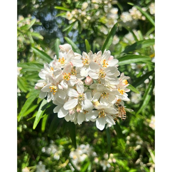 Czojsia trójlistkowa
Choisya ternata