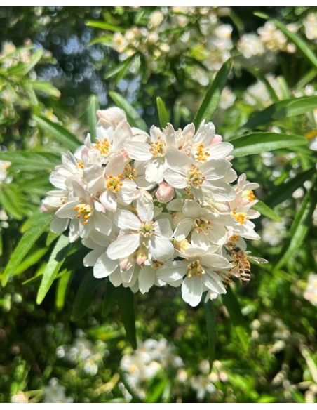 Czojsia trójlistkowa
Choisya ternata