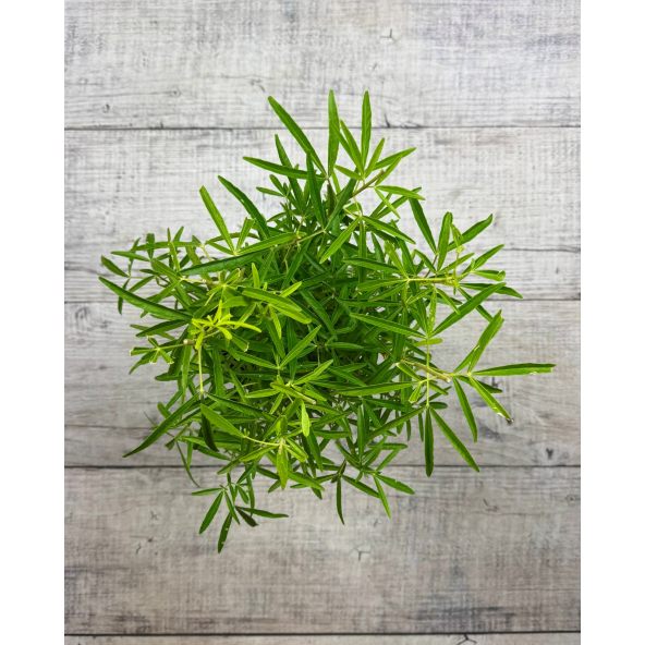 Czojsia trójlistkowa
Choisya ternata