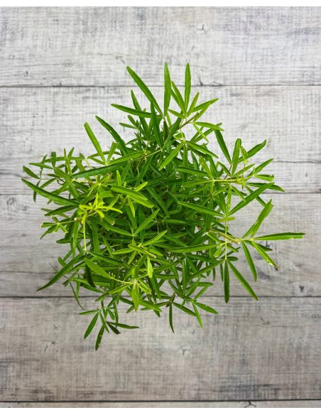 Czojsia trójlistkowa
Choisya ternata