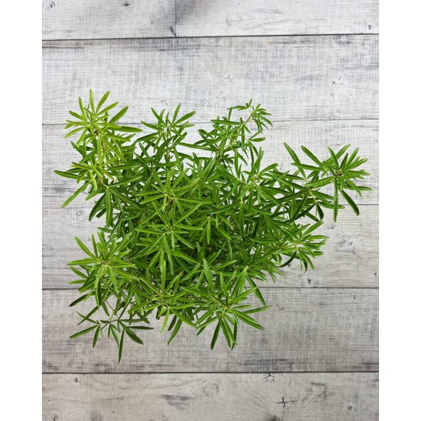 Czojsia trójlistkowa
Choisya ternata