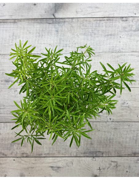 Czojsia trójlistkowa
Choisya ternata