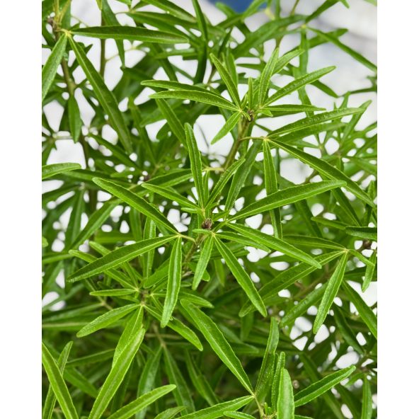 Czojsia trójlistkowa
Choisya ternata