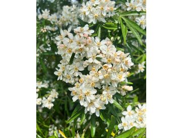 Czojsia trójlistkowa
Choisya ternata