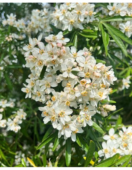 Czojsia trójlistkowa
Choisya ternata