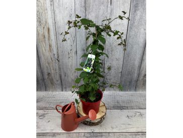 'Black Satin' - jeżyna bezkolcowa
Rubus fruticosus 'Black Satin'