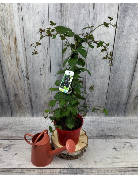 'Black Satin' - jeżyna bezkolcowa
Rubus fruticosus 'Black Satin'