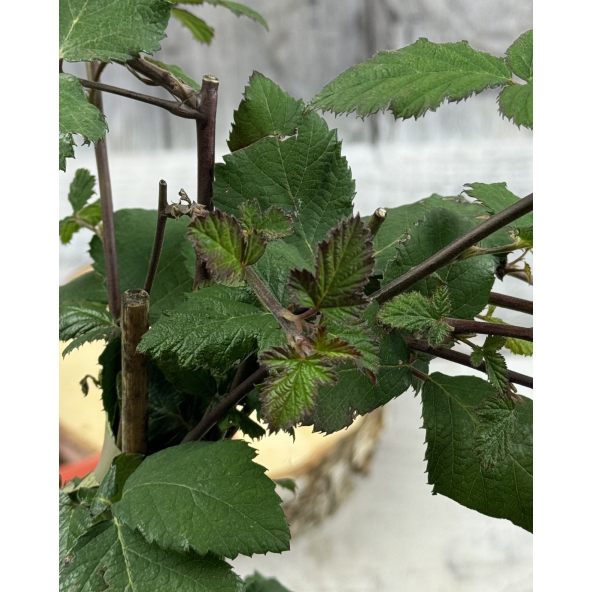 'Black Satin' - jeżyna bezkolcowa
Rubus fruticosus 'Black Satin'