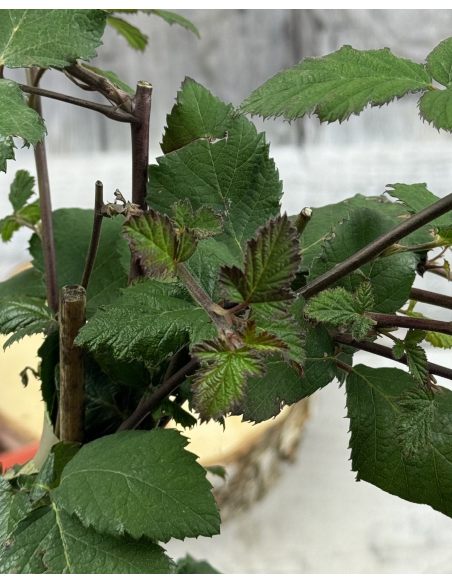 'Black Satin' - jeżyna bezkolcowa
Rubus fruticosus 'Black Satin'