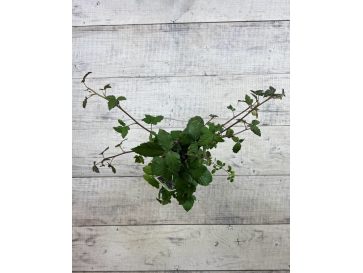 'Black Satin' - jeżyna bezkolcowa
Rubus fruticosus 'Black Satin' 2