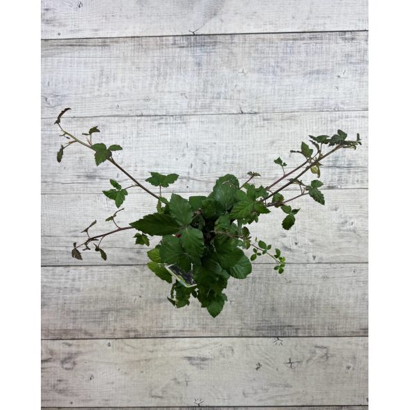 'Black Satin' - jeżyna bezkolcowa
Rubus fruticosus 'Black Satin'