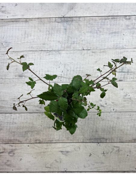 'Black Satin' - jeżyna bezkolcowa
Rubus fruticosus 'Black Satin'