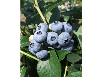 'Chandler' - borówka amerykańska
Vaccinium corymbosum 'Chandler'