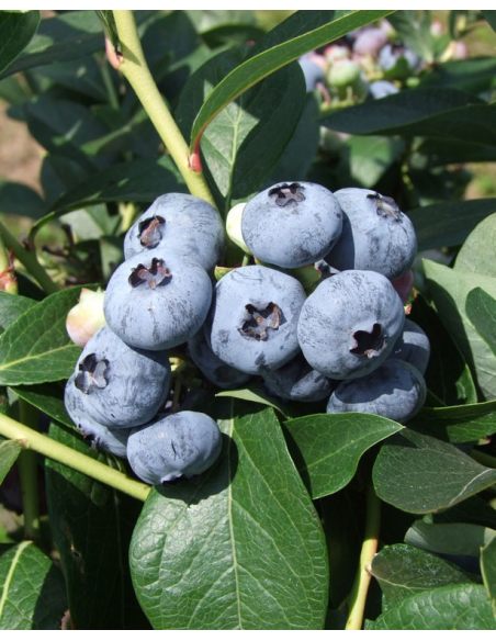 'Chandler' - borówka amerykańska
Vaccinium corymbosum 'Chandler'