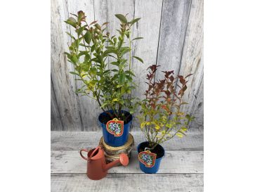 'Chandler' - borówka amerykańska
Vaccinium corymbosum 'Chandler' 2