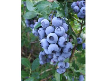 'Duke' - borówka amerykańska
Vaccinium corymbosum 'Duke'