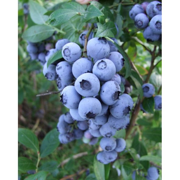 'Duke' - borówka amerykańska
Vaccinium corymbosum 'Duke'