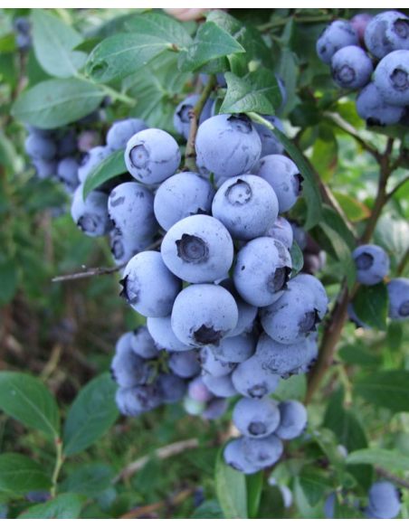 'Duke' - borówka amerykańska
Vaccinium corymbosum 'Duke'