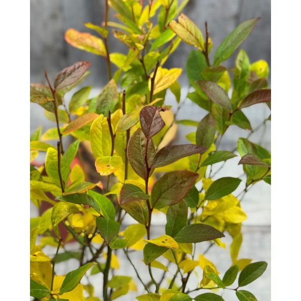 'Duke' - borówka amerykańska
Vaccinium corymbosum 'Duke'