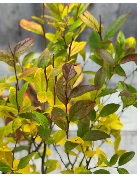 'Duke' - borówka amerykańska
Vaccinium corymbosum 'Duke'