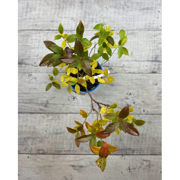 'Duke' - borówka amerykańska
Vaccinium corymbosum 'Duke'