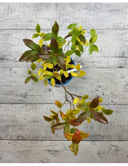 'Duke' - borówka amerykańska
Vaccinium corymbosum 'Duke'