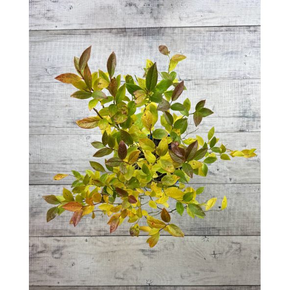 'Duke' - borówka amerykańska
Vaccinium corymbosum 'Duke'