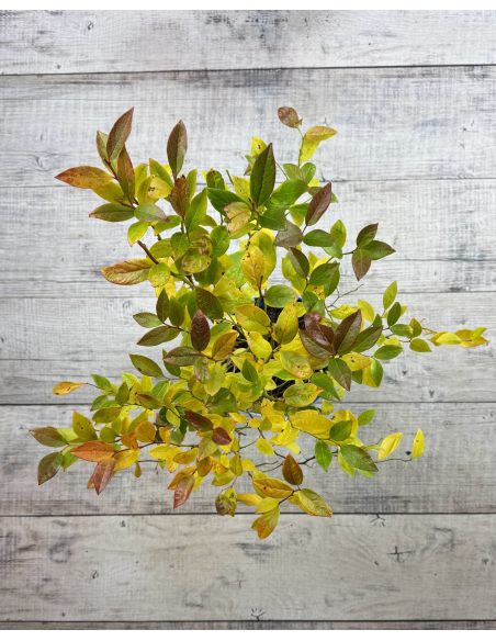 'Duke' - borówka amerykańska
Vaccinium corymbosum 'Duke'