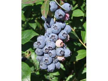 'Meader' - borówka amerykańska
Vaccinium corymbosum 'Meader'