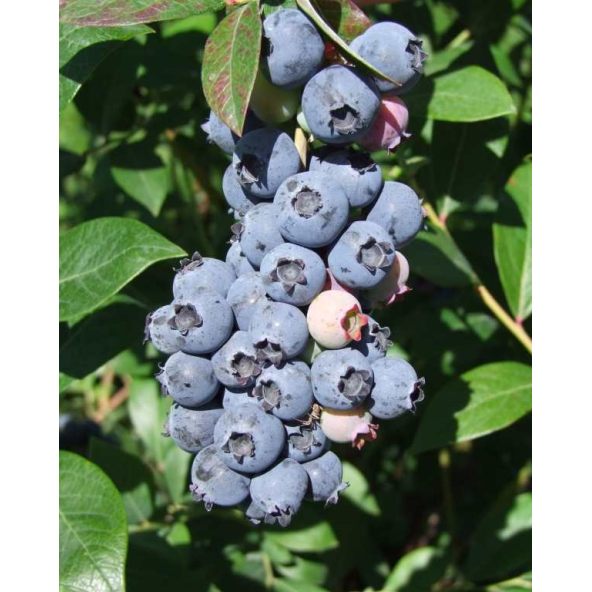 'Meader' - borówka amerykańska
Vaccinium corymbosum 'Meader'