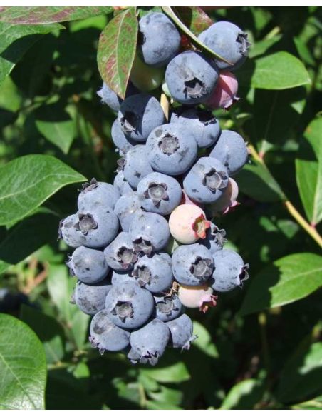 'Meader' - borówka amerykańska
Vaccinium corymbosum 'Meader'