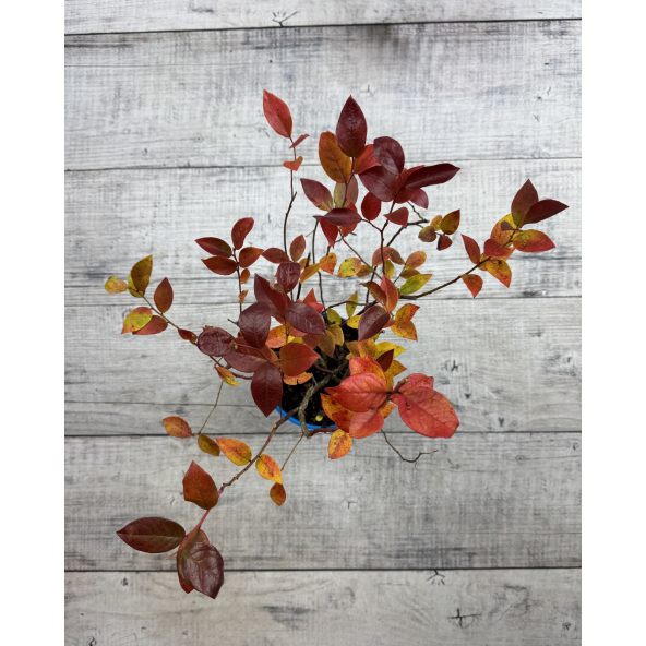 'Meader' - borówka amerykańska
Vaccinium corymbosum 'Meader'